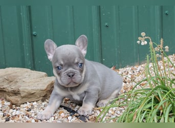 Französische bulldogge welpen