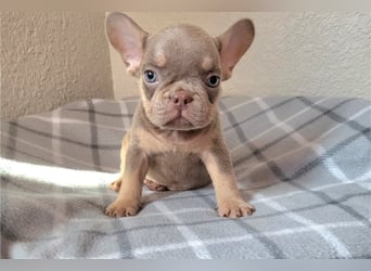 Französische bulldogge welpen