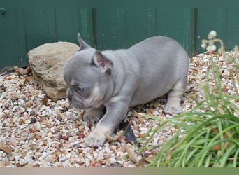 Französische bulldogge welpen