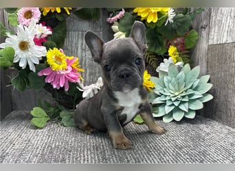 Französische bulldogge welpen