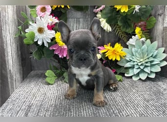 Französische bulldogge welpen