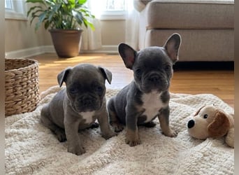 Französische Bulldoggen Welpen suchen ein Zuhause