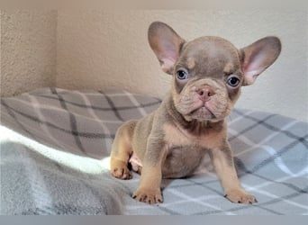 Französische bulldogge welpen