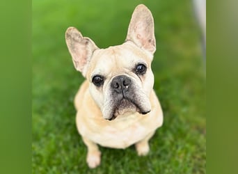 Henry - ist kinderlieb