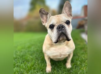 Henry - ist kinderlieb