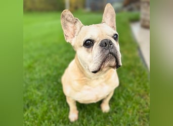 Henry - ist kinderlieb