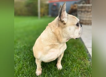 Henry - ist kinderlieb