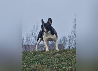 Neo - sucht ein liebevolles Zuhause