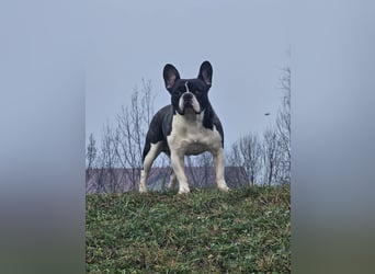 Neo - sucht ein liebevolles Zuhause