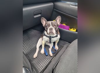 Neo - sucht ein liebevolles Zuhause