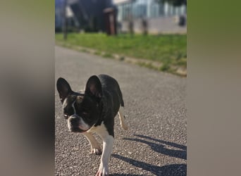 Neo - sucht ein liebevolles Zuhause