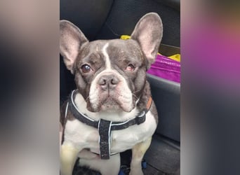 Neo - sucht ein liebevolles Zuhause