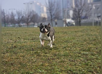 Neo - sucht ein liebevolles Zuhause