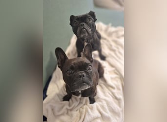 2 Frenchi-Ladys ♥ Daisy & Molly ♥ verschmust, lieb, sozial