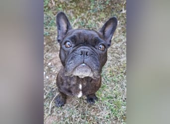2 Frenchi-Ladys ♥ Daisy & Molly ♥ verschmust, lieb, sozial
