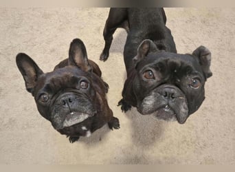 2 Frenchi-Ladys ♥ Daisy & Molly ♥ verschmust, lieb, sozial