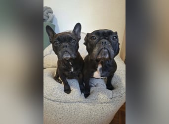 2 Frenchi-Ladys ♥ Daisy & Molly ♥ verschmust, lieb, sozial
