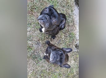2 Frenchi-Ladys ♥ Daisy & Molly ♥ verschmust, lieb, sozial