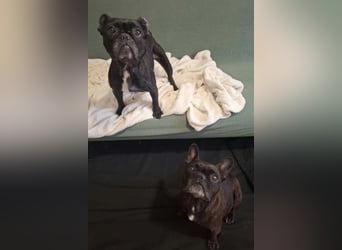2 Frenchi-Ladys ♥ Daisy & Molly ♥ verschmust, lieb, sozial