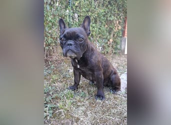 2 Frenchi-Ladys ♥ Daisy & Molly ♥ verschmust, lieb, sozial