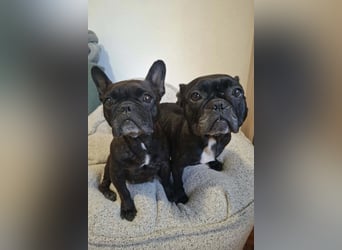 2 Frenchi-Ladys ♥ Daisy & Molly ♥ verschmust, lieb, sozial