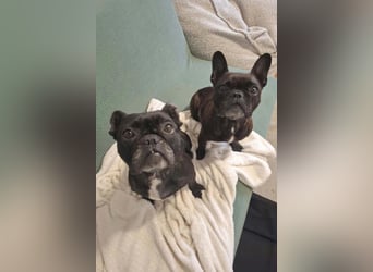 2 Frenchi-Ladys ♥ Daisy & Molly ♥ verschmust, lieb, sozial