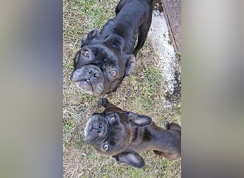 2 Frenchi-Ladys ♥ Daisy & Molly ♥ verschmust, lieb, sozial