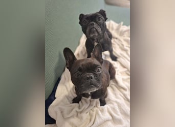 2 Frenchi-Ladys ♥ Daisy & Molly ♥ verschmust, lieb, sozial