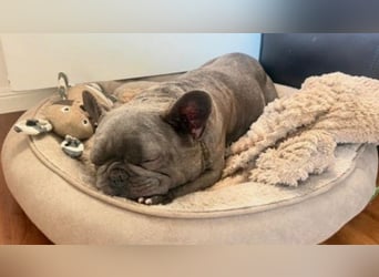 BALOU - kleiner Kerl sucht Zuhause mit großem Herz