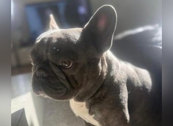 BALOU - kleiner Kerl sucht Zuhause mit großem Herz