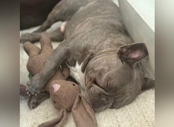 BALOU - kleiner Kerl sucht Zuhause mit großem Herz