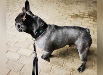 Olli, Franz. Bulldogge, geb. 2021, freundl. und gut erzogen