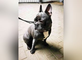 Olli, Franz. Bulldogge, geb. 2021, freundl. und gut erzogen