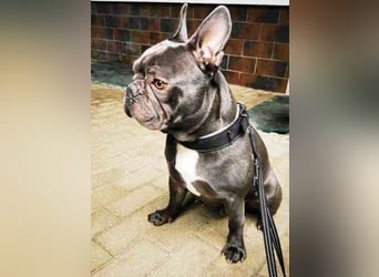 Olli, Franz. Bulldogge, geb. 2021, freundl. und gut erzogen
