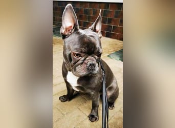 Olli, Franz. Bulldogge, geb. 2021, freundl. und gut erzogen