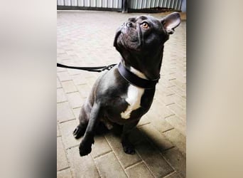 Olli, Franz. Bulldogge, geb. 2021, freundl. und gut erzogen