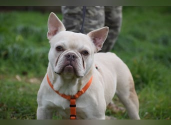 Franz. Bulldogge Budha