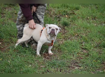 Franz. Bulldogge Budha