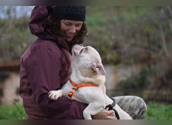 Franz. Bulldogge Budha