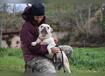 Franz. Bulldogge Budha