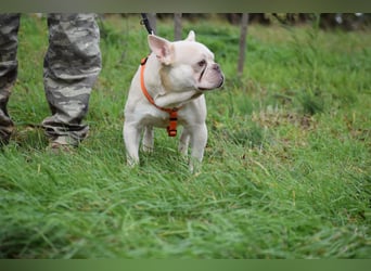 Franz. Bulldogge Budha