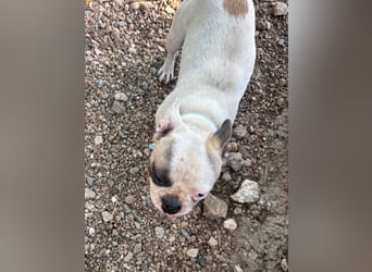 Blue, kleine französische Bulldogge 