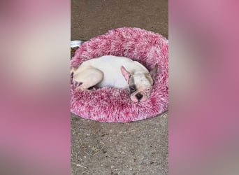 Blue, kleine französische Bulldogge 