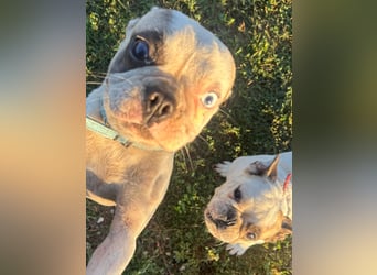 Blue, kleine französische Bulldogge 