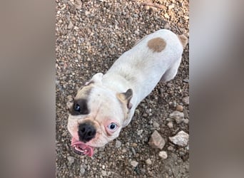 Blue, kleine französische Bulldogge 