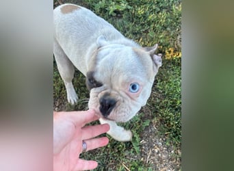 Blue, kleine französische Bulldogge 