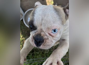 Blue, kleine französische Bulldogge 