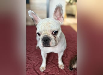 Lulu - ist ausgeglichen