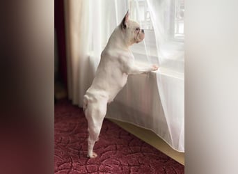 Lulu - ist ausgeglichen