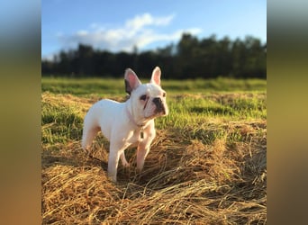 Lulu - ist ausgeglichen